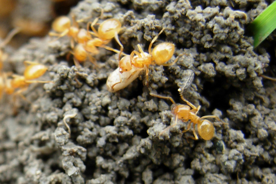 Lasius (Chthonolasius) sp. (gruppo umbratus)